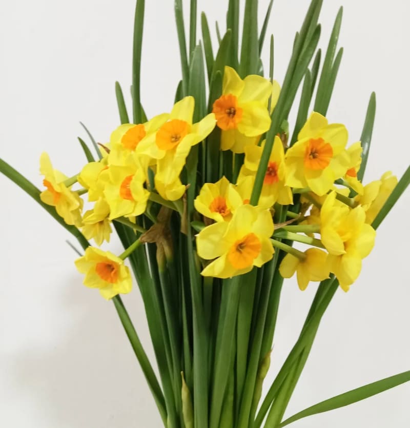 Ramo de narcisos amarillos con corazón naranja