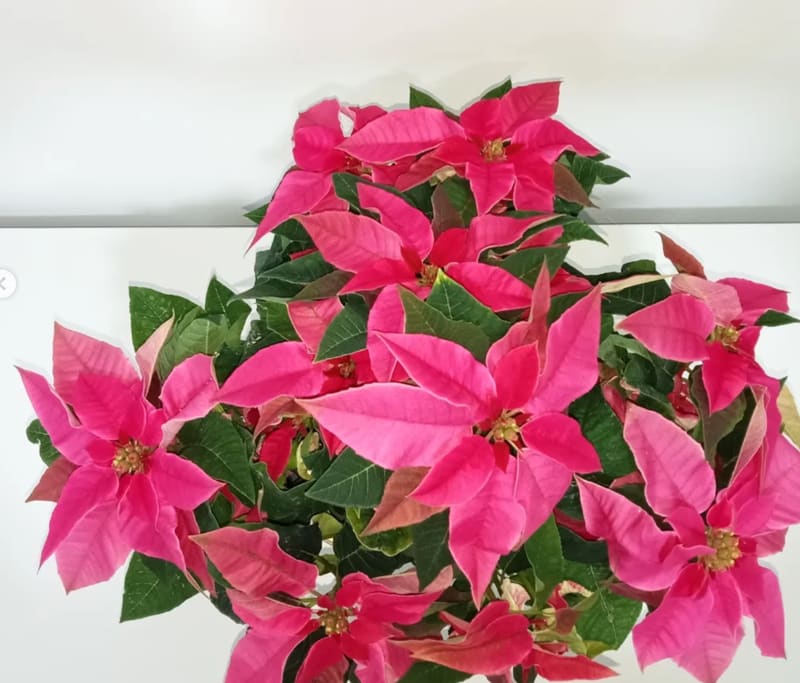 Flor de Pascua (poinsettia) rosa en maceta